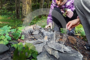 Little kid collecting and exploring dark grey shale slate natural rock fossil at walk in forest with family outdoors photo