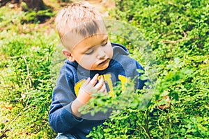 Little kid eat blueberry in the forest