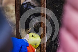 Little kid feeds large bison apple mouth tongue of cattle