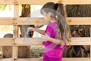 Little kid girl with domestic goat. Zoo, farm, love animal concept.
