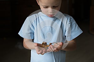 Little kid with phasamid insect on his hands. Insect pet concept with copy space