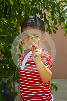 Little kid picking cherry from tree in garden. 6-year old middle eastern boy picks raw cherry fruit. Family having fun at harvest