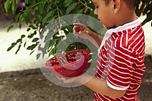 Little kid picking cherry from tree in garden. 6-year old middle eastern boy picks raw cherry fruit. Family having fun at harvest