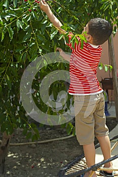 Little kid picking cherry from tree in garden. 6-year old middle eastern boy picks raw cherry fruit. Family having fun at harvest