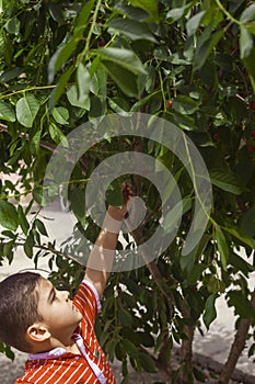 Little kid picking cherry from tree in garden. 6-year old middle eastern boy picks raw cherry fruit. Family having fun at harvest