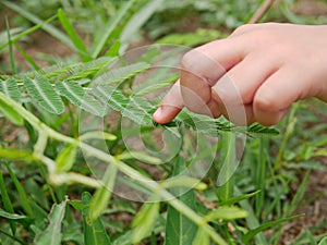 Little kid`s hand touching leaves of sensitive plant  Mimosa Pudica  and making them fold up - connecting children with nature