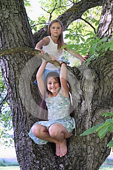 Little kids - girls standing on tree