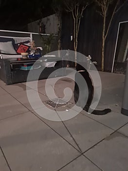 The little king kitten