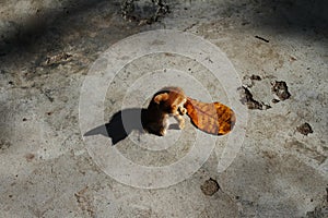 My shadow my friend.