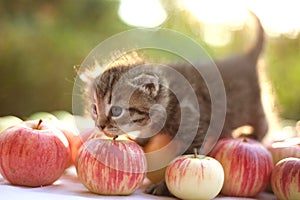 Little kitten on the autumn apple background