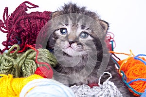 Little kitten in balls of wool