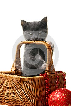 Little kitten in a basket with Christmas toys.