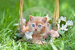 Little kitten in a basket