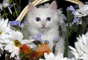 Pequeno gatito en de flores 