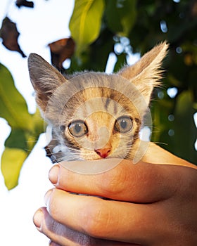 Little kitten with beautiful big eyes in his hands