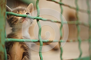 Little kitten behind bars. Cat in a cage. Old rusty mesh fence
