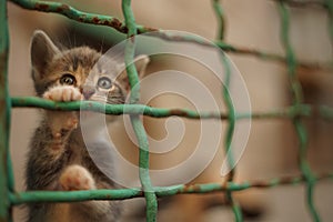 Little kitten behind bars. A shelter for homeless animals. Cat in a cage