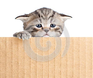 Little kitten behind cardboard fence