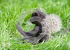 Little kitten with big dandelion