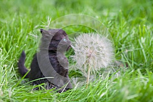 Little kitten with big dandelion