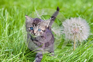 Little kitten with big dandelion