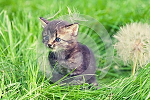 Little kitten with big dandelion