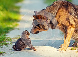 Poco Gattino un il grande il cane 