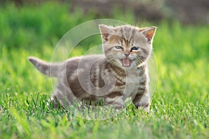 Little kitten cat meowing in the green grass