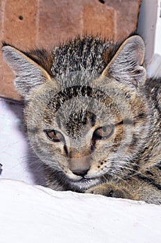 A little kitten of a cat thinks something