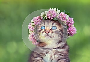 Little kitten with a chaplet of clover photo