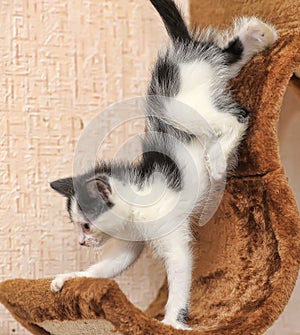 Little kitten climbs playhouses