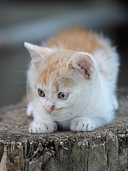 Little kitten in the courtyard