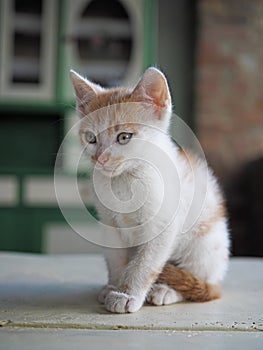 Little kitten in the courtyard