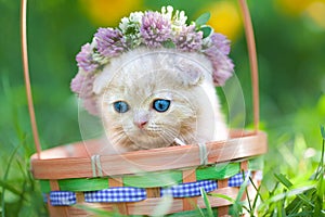 Little kitten crowned with a chaplet of clover