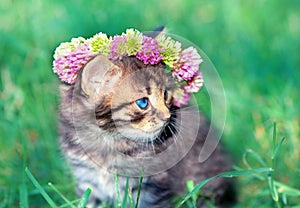 Little kitten crowned with a chaplet of clover