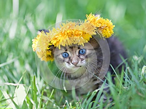 Little kitten crowned with a chaplet of dandelion