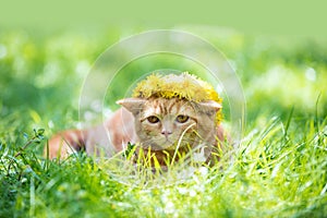 Little kitten crowned chaplet from the dandelion flowers