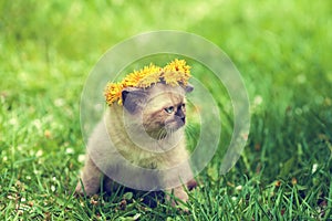 Little kitten crowned dandelion chaplet