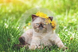Little kitten crowned dandelion flower chaplet