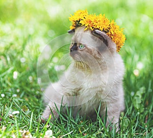 Little kitten crowned dandelion flower chaplet