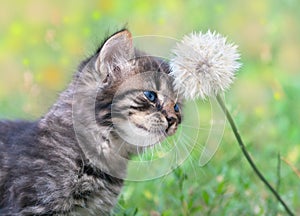 Little kitten and dandelion