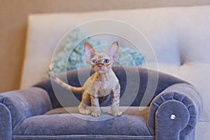 Little kitten Devon Rex cat sitting on blue sofa
