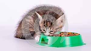 Little kitten eating dry food isolated on white background close up