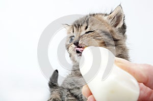 Little kitten eating milk from the bottle