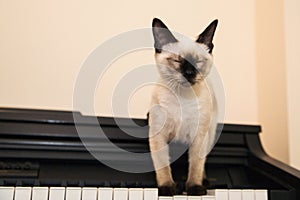 Little kitten enjoys playing the piano