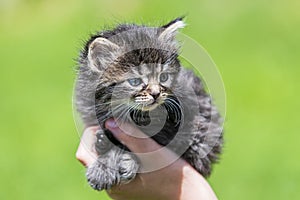 Little kitten in female hands