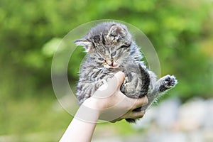 Little kitten in female hands