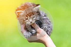 Little kitten in female hands