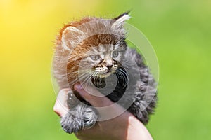 Little kitten in female hands