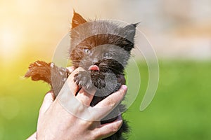 Little kitten in female hands